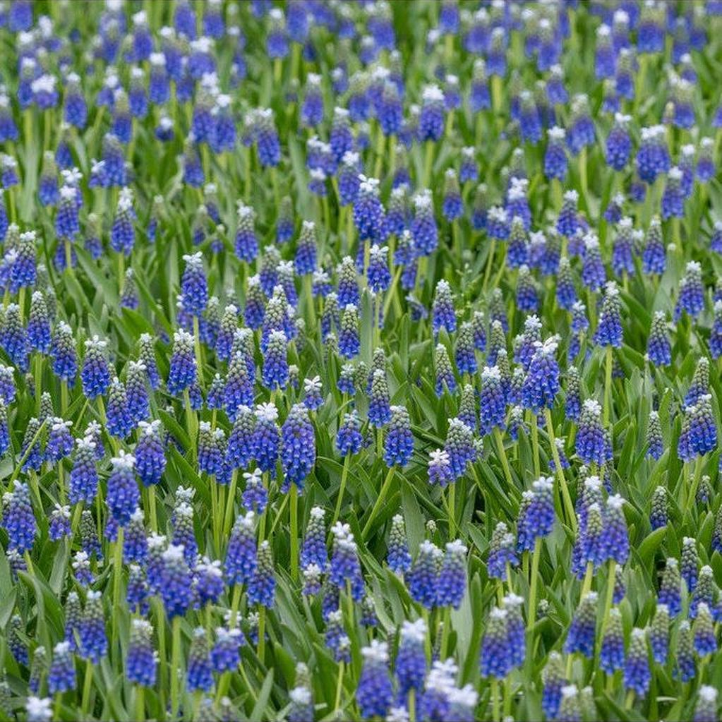 Armensk perlehyasint - Muscari armeniacum 'Touch of Snow' 10-pakning